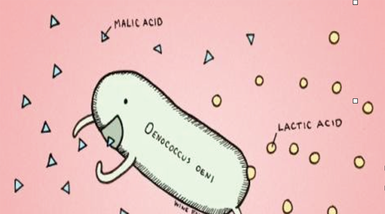 February WOTM: Malolactic Fermentation