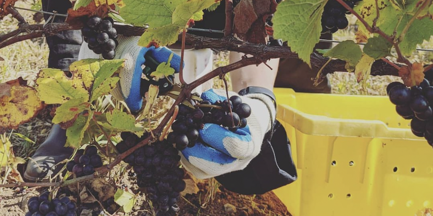 Pinot Noir: The Heartbreak Grape