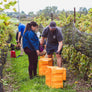 Help Us Harvest. Enjoy A Feast!