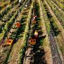 Help Us Harvest. Enjoy A Feast!
