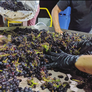 2020 ‘Revival’ Pinot Noir