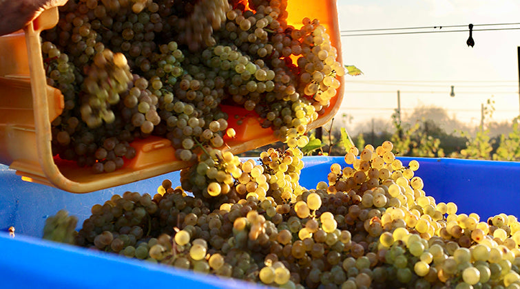 Harvest 2021