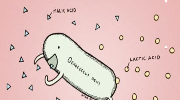 Malolactic Fermentation