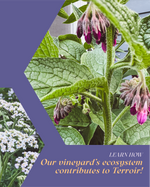 Plant Walk (& Tasting!)