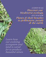Plant Walk (& Tasting!)