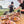 Harvest & Feast w./ Chef Charlotte Langley