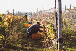 Vintage Verticals: Chardonnay