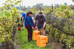 Help Us Harvest. Enjoy A Feast!