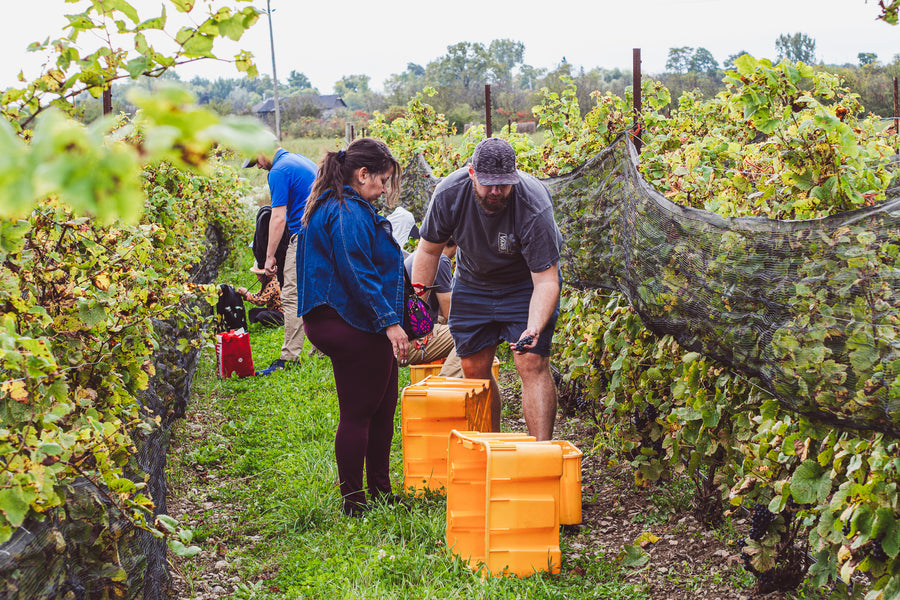 Help Us Harvest. Enjoy A Feast!