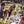 Harvest & Feast w./ Chef Charlotte Langley