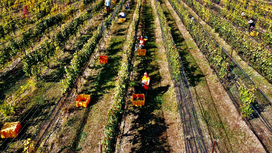 Help Us Harvest. Enjoy A Feast!